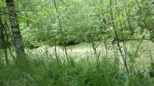 Черусти: лесные каналы. 1.06.19