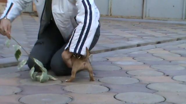 миниатюрный бультерьер