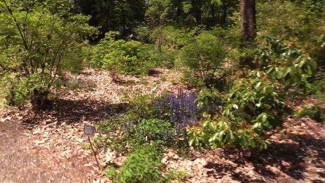 Rhododendron Species Botanical Garden смотреть онлайн