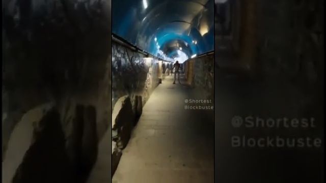 Посматри новое видео черного кота , посматри монстров из тик тока смотреть онлайн