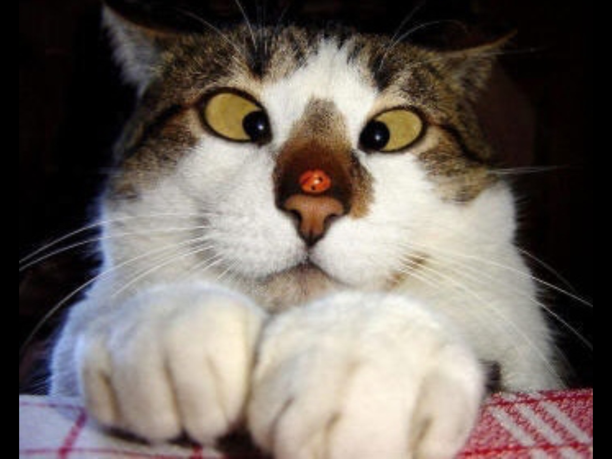 Обожал глазами. Прикольные кошки. Смешной кот. Кот глаза в кучу. Приколы с котами.