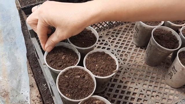 Тестируем 8 сортов огурцов смотреть онлайн