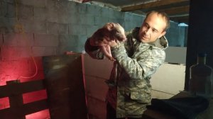 Защищаем поросят: Быстрый гайд для ситуаций, когда свиноматка нападает