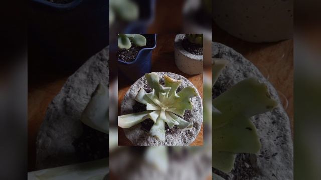 vlog 01: succies from Benguet 😍😍 смотреть онлайн