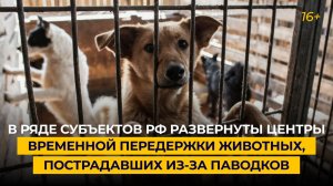 В ряде субъектов РФ развернуты центры временной передержки животных, пострадавших из-за паводков