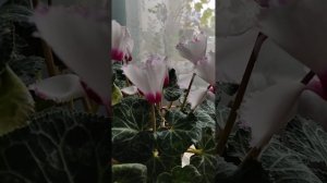 Цикломен королевский комнатное растение, цветет, зимой.