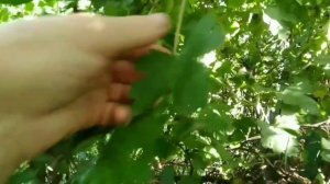 ?Ароматный лиственный чай (листья лимона, вишни, смородины, клевера)?leaf tea