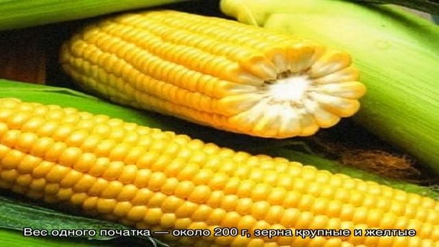Какие бывают сорта кукурузы и как выбрать самый лучший для себя смотреть онлайн