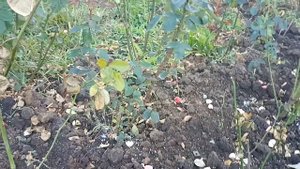 ?Розы в октябре. Ошибки при обрезке и укрытии.