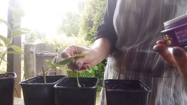 Черенкование гортензий