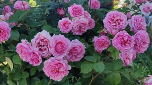 Rose Bienvenue