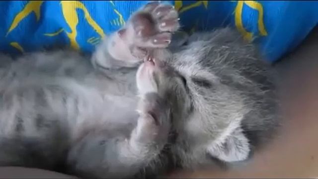 Трогательно! котенок во сне дрыгается и мурлычет смотреть онлайн