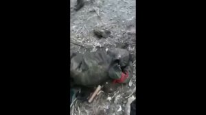 нитра, я удар