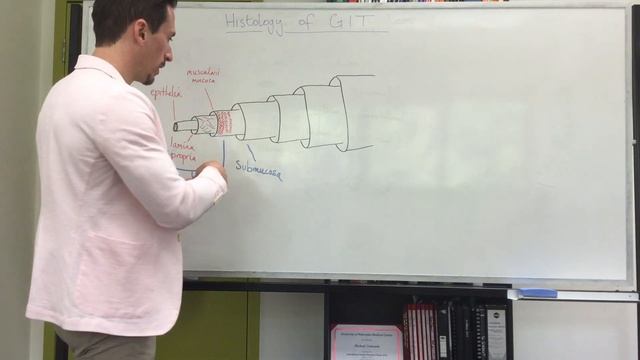 GIT histology смотреть онлайн