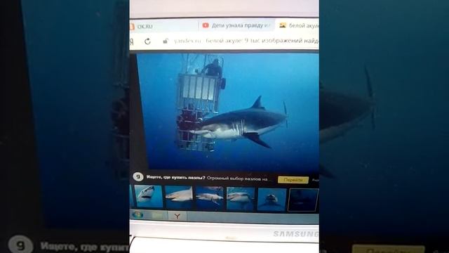 Факты о белой акуле.Часть 1-я. смотреть онлайн