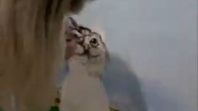 Настенный рисунок Кота