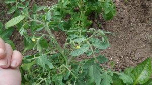 Как правильно пасынковать низкорослые,штамбовые и среднерослые(детерминантные ) томаты ?