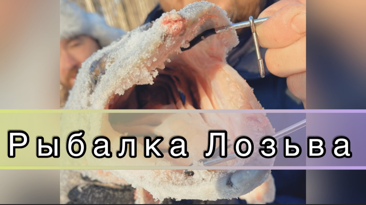 РЫБАЛКА ЛОЗЬВА.