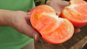 Семена_Томат_Розовый бык_Гавриш