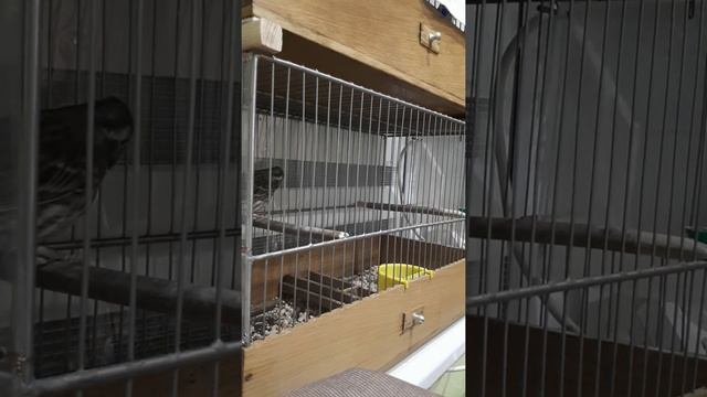 Колокольчик в песне гибрида обыкновенной и белошапочной овсянки. Запись 07.10.21. смотреть онлайн