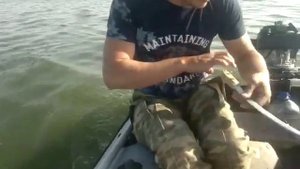 Квоки с разными пятаками
