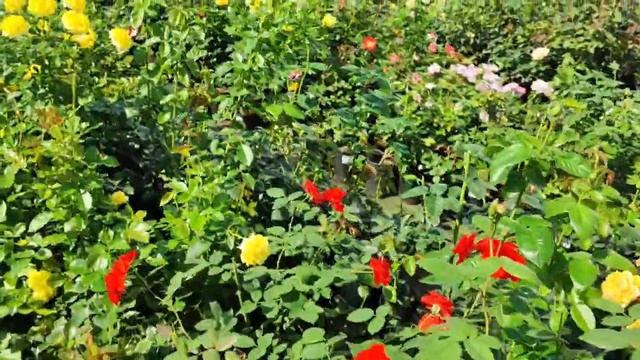 Важность осенних калийно-фосфорных удобрений