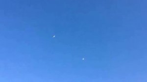 Грузинские чернохвостые голуби в Подмосковье