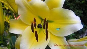 Лилия от-гибрид Конка д'Ор ? обзор: как сажать, луковицы лилии Конка д'Ор