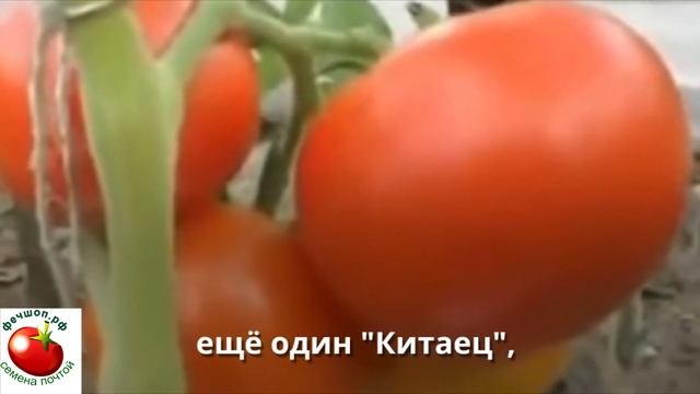 Обзор самых лучших томатов проверенных сортов!