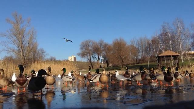 Не поделили: птицы дерутся за хлеб смотреть онлайн