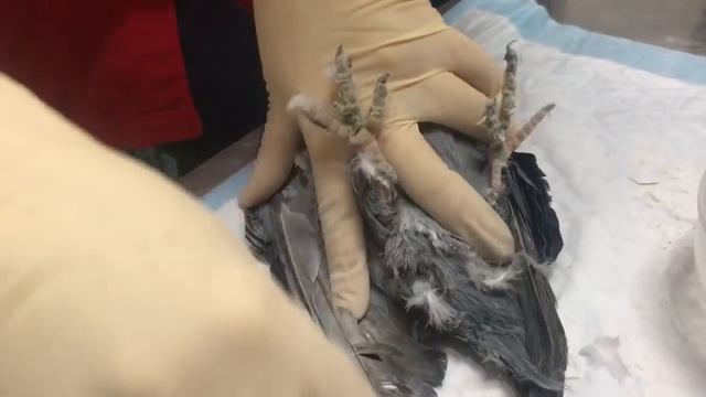 Чистим птичку от клея на примере голубя. смотреть онлайн