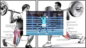 Двухдневный сплит для набора мышечной массы. День 2