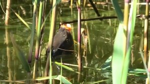 ловля сазана