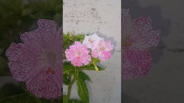 Colour Changing Flower Plants - Mirabilis Jalapa /  Four O'Clock