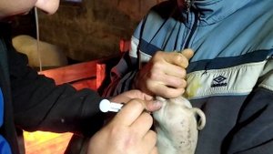 Колем трёх дневным Поросятам ЖеЛезо и Витамины