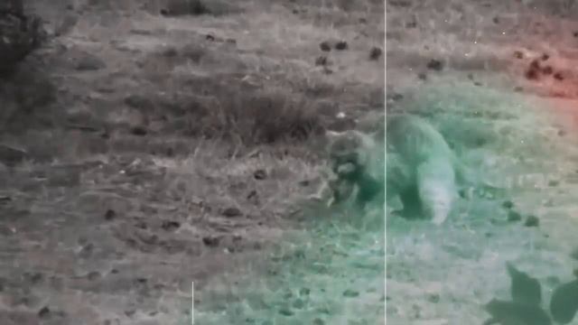 ПОЧЕМУ КОШКИ БОЯТСЯ ВОДЫ смотреть онлайн