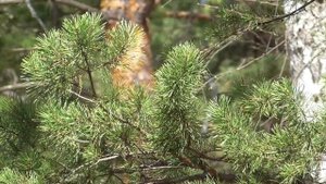 На долголетнюю работоспособность в чрезвычайных ситуациях  Сытин Г.Н. (без муз.)