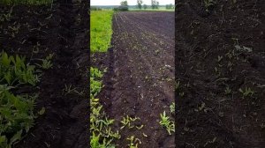 Теряем урожай капусты. Кто то съедает рассаду. Подозрение на медведку.
