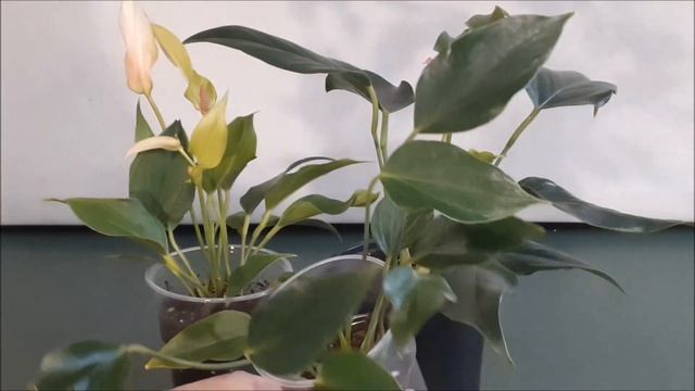 Карликовые сорта антуриумов 4 сорта. Описание и советы по уходу