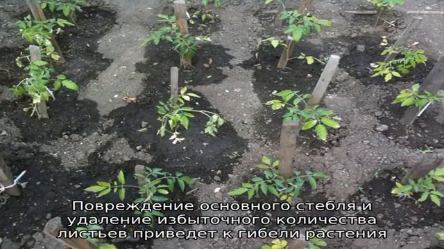 Как правильно прищипывать огурцы – когда и для чего это необходимо