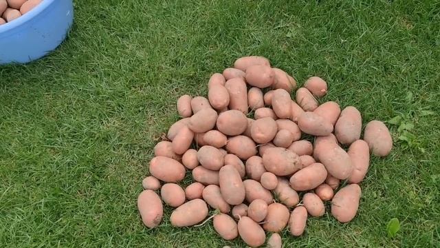 ВЕДРО С КУСТА! обзор УРОЖАЙНЫХ и не очень СОРТОВ КАРТОФЕЛЯ