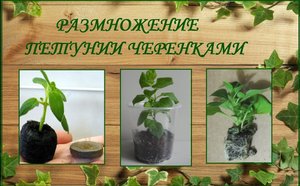 Петуния укоренение черенков легко и просто. Как сохранить петунию зимой, черенкование петунии