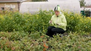 Земляника садовая:ароматные летние ягоды до ноября! Как зимует ремонтантная земляника. Уход.