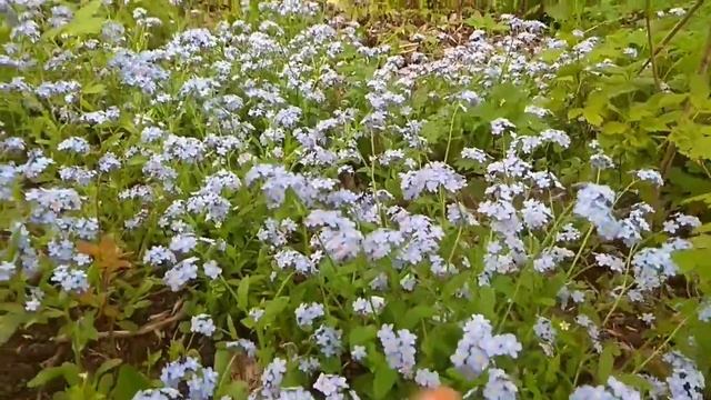 Незабудка лесная смотреть онлайн