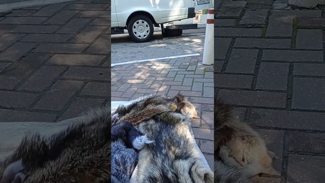 12 сентября 2021 г. шкура волка смотреть онлайн