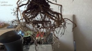 Комнатные цветы/растения. Новая пересадка хлорофитума оранжевого.