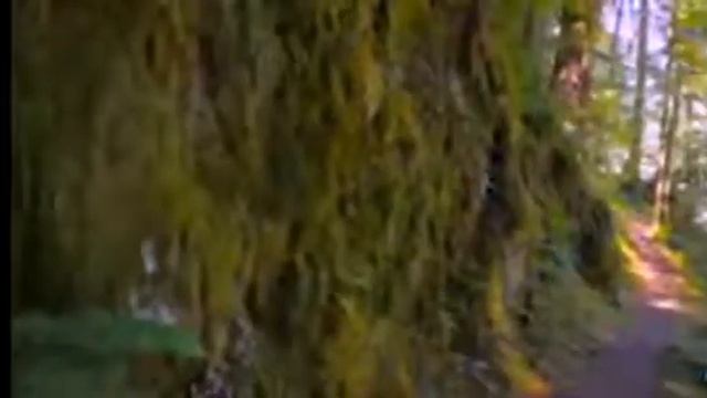 Международный проект мира на Ближнем Востоке 1988. Эксперимент во время Ливано-израильской войны.