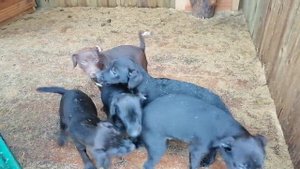 ПАТТЕРДЕЙЛ ТЕРЬЕР. Первые беларуские щенки породы паттердейл терьер. Д. р. 27.08.2022