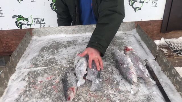 Улов с ВИПа, эмоции от рыбалки в Рыбин гуде смотреть онлайн