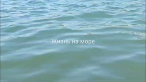 Дивноморское. Погода 12.08.2024. Замеряем воду